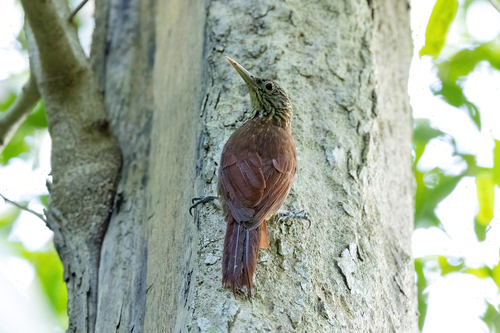 Zimmer's Woodcreeper