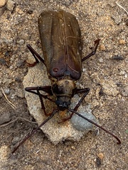 Erioderus hirtus
