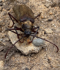 Erioderus hirtus