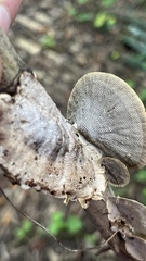 Hexagonia