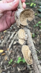 Hexagonia