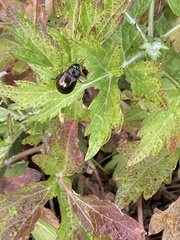 Chrysolina aurichalcea
