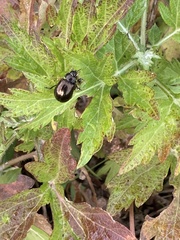 Chrysolina aurichalcea