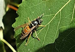 Vespula rufa
