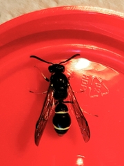 Symmorphus crassicornis