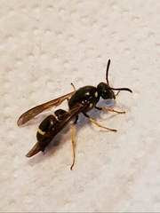 Symmorphus crassicornis