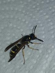 Symmorphus crassicornis