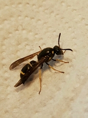Symmorphus crassicornis