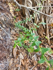 Vaccinium myrsinites