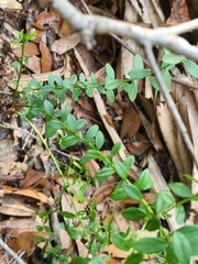 Vaccinium myrsinites