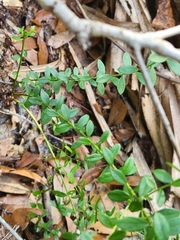 Vaccinium myrsinites