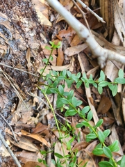 Vaccinium myrsinites