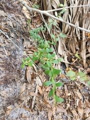 Vaccinium myrsinites