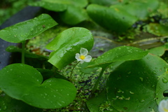 Hydrocharis dubia
