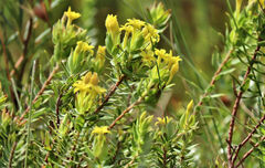 Gnidia styphelioides