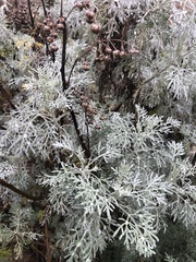 Artemisia arborescens