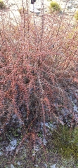 Berberis hispanica