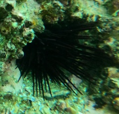 Centrostephanus rodgersii