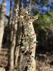 Platismatia tuckermanii