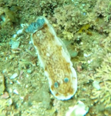 Aphelodoris varia