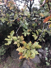 Quercus pubescens