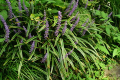Liriope muscari