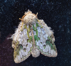 Syntypistis viridimaculata