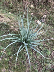 Asphodelus