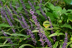 Liriope muscari