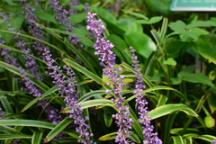 Liriope muscari