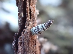 Luffia ferchaultella