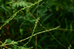 Achyranthes bidentata