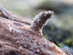 Luffia ferchaultella