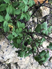 Cistus