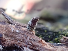 Luffia ferchaultella