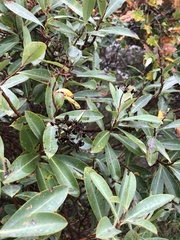 Bupleurum fruticosum