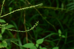 Achyranthes bidentata