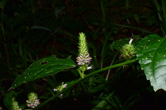 Veronicastrum
