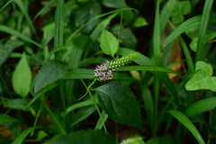 Veronicastrum