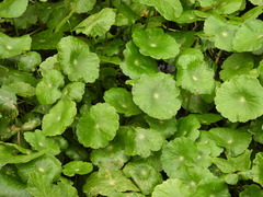 Hydrocotyle umbellata