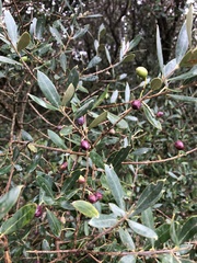 Olea europaea europaea