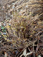 Thymus zygis