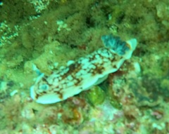Aphelodoris varia