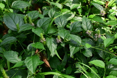 Veronicastrum
