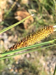 Carex utriculata