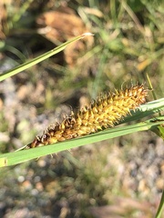 Carex utriculata