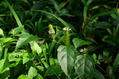 Veronicastrum