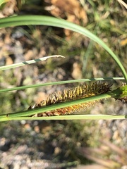 Carex utriculata