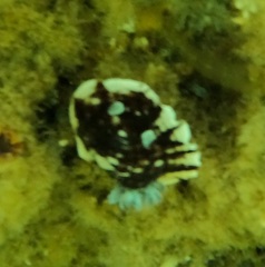 Aphelodoris varia