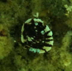 Aphelodoris varia